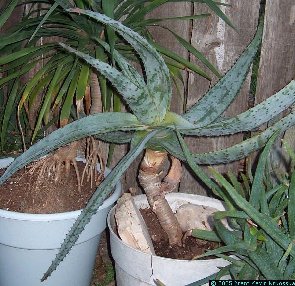 Aloe-ferox---50percent