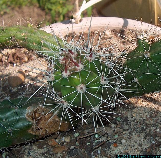 Corryocactus-melanotrichus---50percent