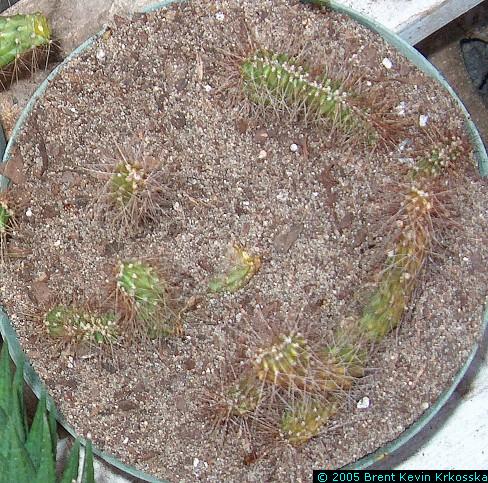 Corryocactus-melanotrichus-cristata-3---50percent