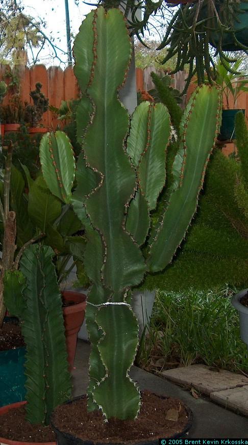 Euphorbia-ingens-potted-cuttings---50percent