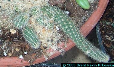 Lobivia-silvestrii--peanut-cactus---50percent