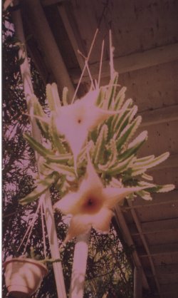 Stapelia gigantea in bloom