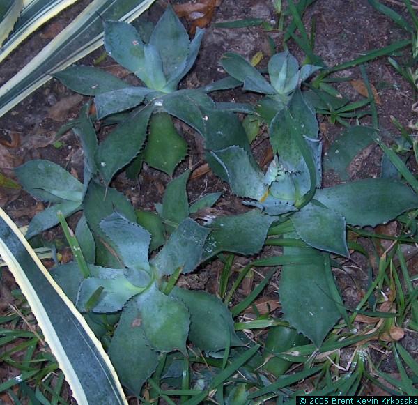 Agave-parryii-2---50percent