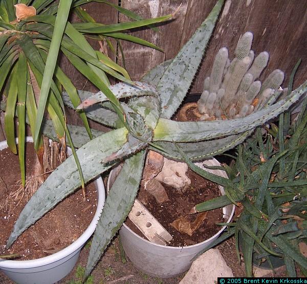 Aloe-ferox-1---50percent