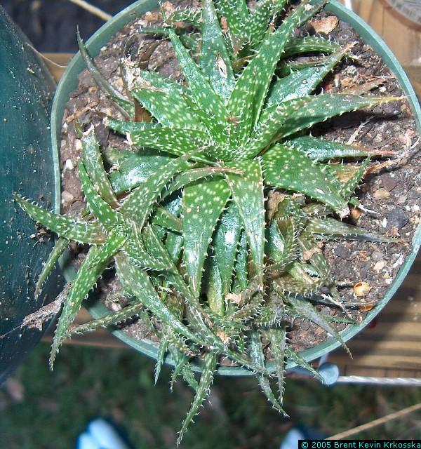 Aloe-humilis---50percent