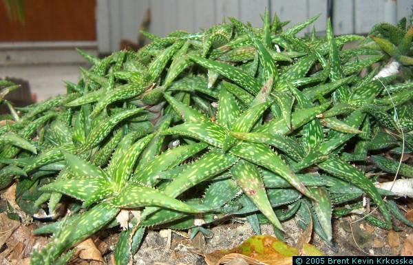 Aloe-jucunda-4---50percent