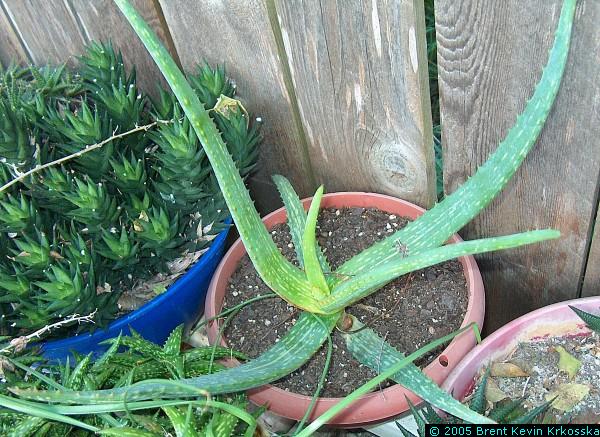 Aloe-vera-variety---50percent