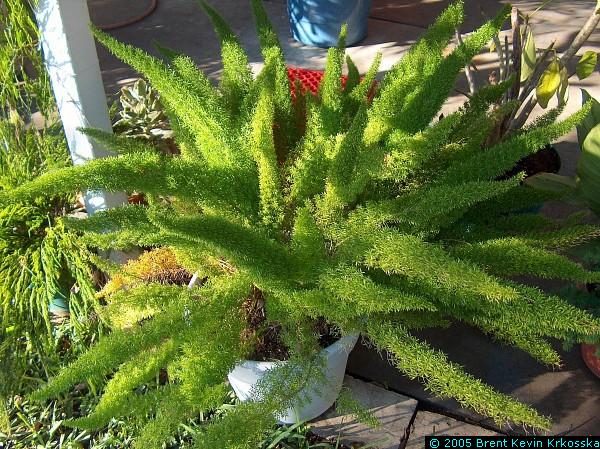 Asparagus-meyerii--foxtail-fern---50percent