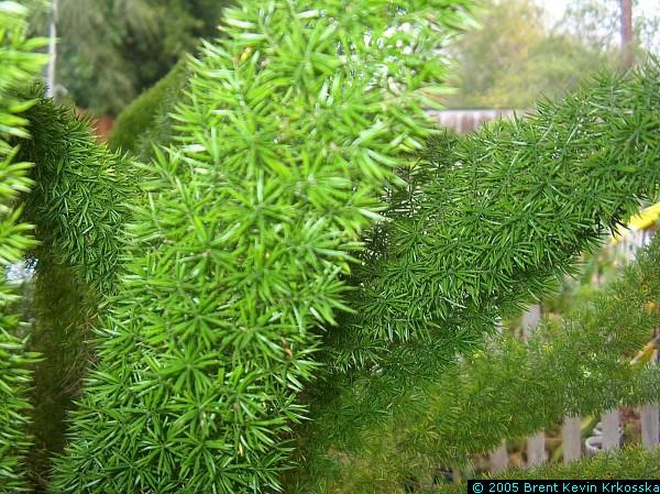 Asparagus-meyerii-closeup---50percent