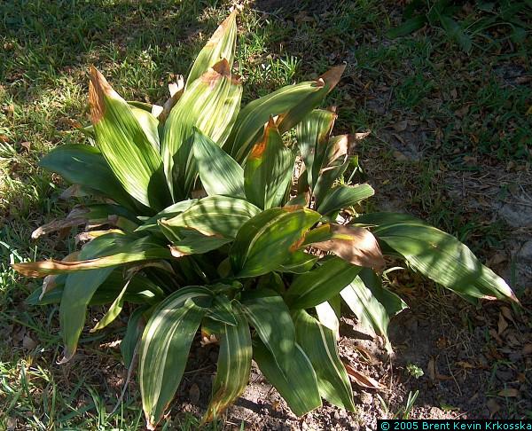 Aspidistra-elatior-variegata--cast-iron-plant---50percent