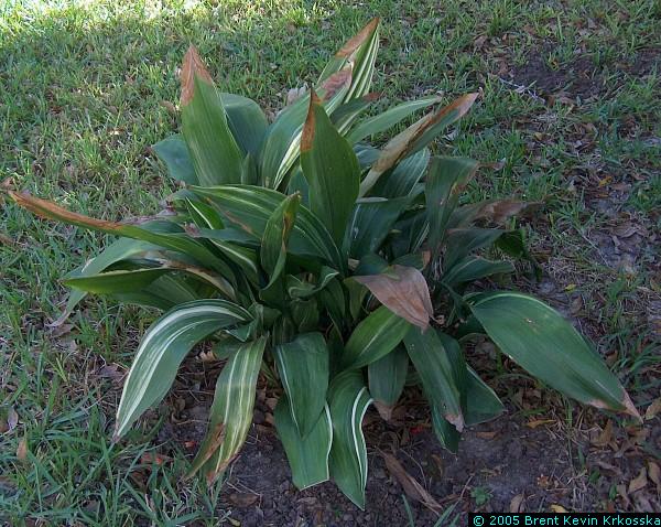 Aspidistra-elatior-variegata--cast-iron-plant-2---50percent