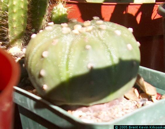 Astrophytum-asteria-side-view---50percent