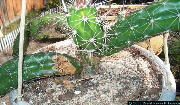 Corryocactus-melanotrichus-1---50percent