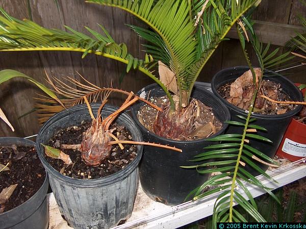 Cycas-revoluta--Sago-palm-trunks---50percent