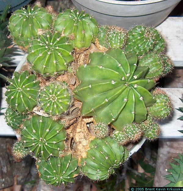 Echinopsis-oxygona-1---50percent