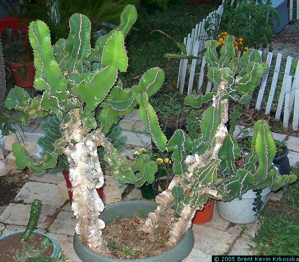 Euphorbia-cooperii---50percent