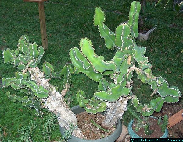 Euphorbia-cooperii-2---50percent