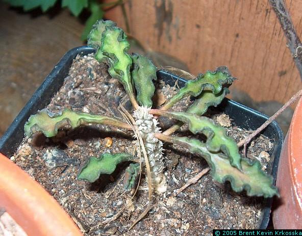 Euphorbia-decaryi-solitaire---50percent