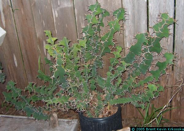Euphorbia-grandicornis---50percent