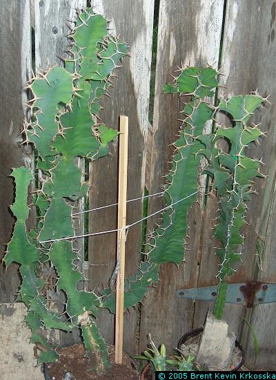Euphorbia-grandicornis-2---50percent
