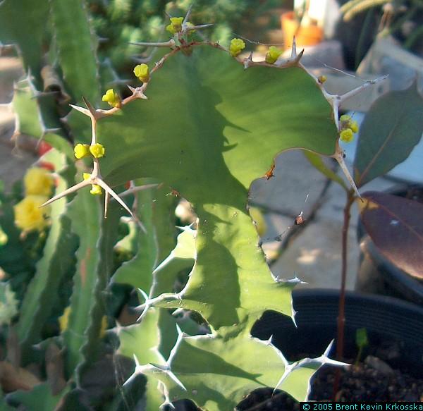 Euphorbia-grandicornis-flowers---50percent