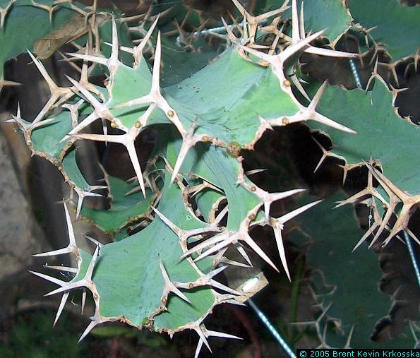 Euphorbia-grandicornis-top-spines---50percent