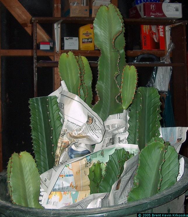 Euphorbia-ingens-tops---50percent