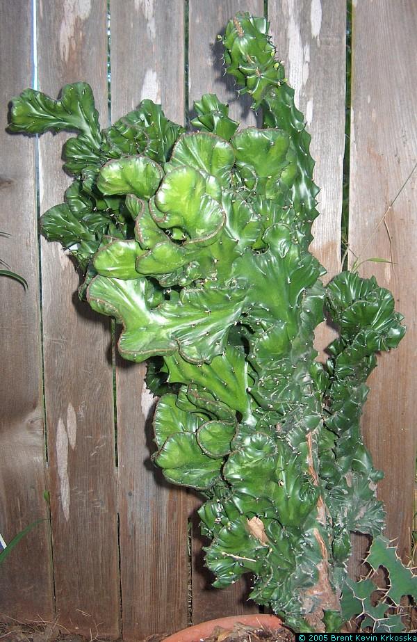 Euphorbia-lactea-crest-1---50percent