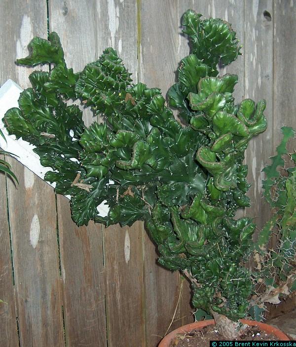 Euphorbia-lactea-crest-2---50percent