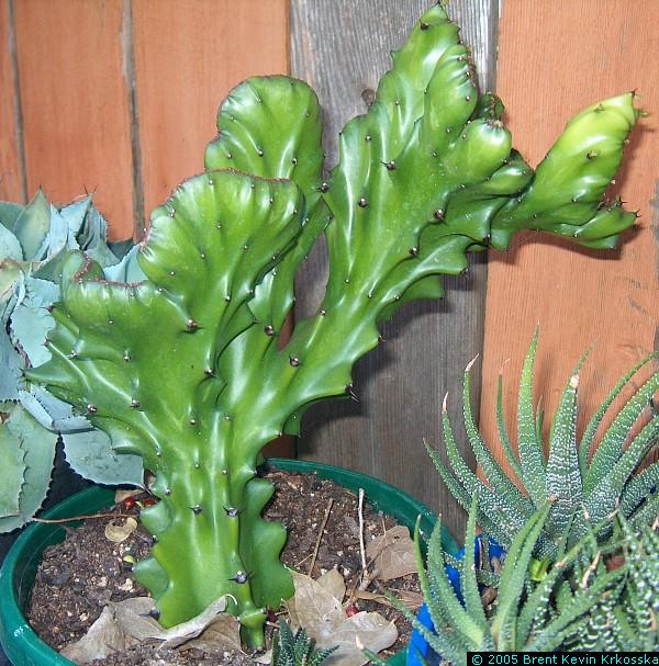 Euphorbia-lactea-crest-cutting---50percent