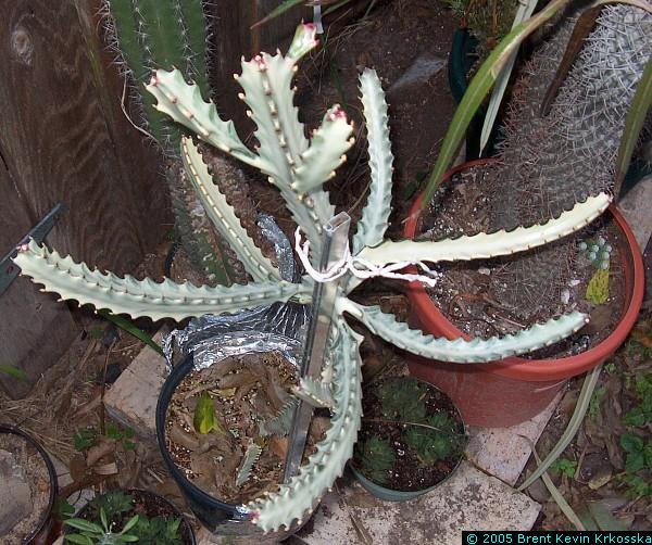 Euphorbia-lactea-white---50percent