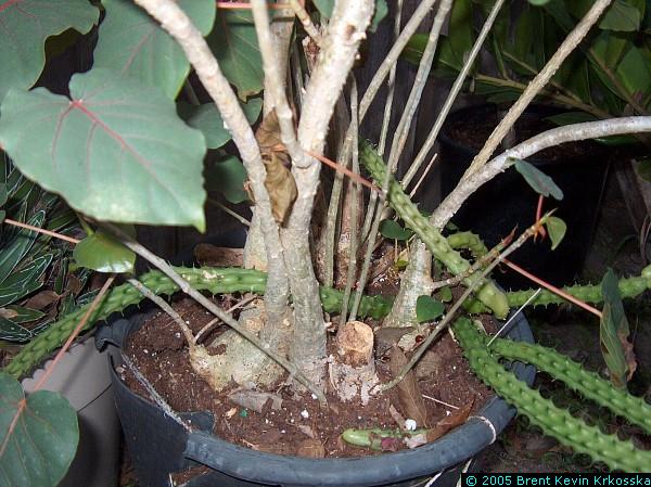 Ficus-petiolaris-base---50percent