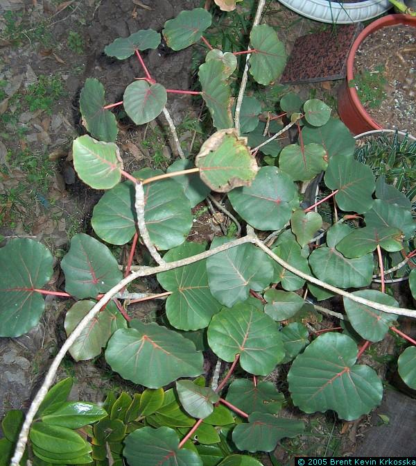 Ficus-petiolaris-top---50percent