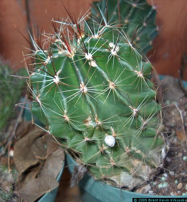 Hamatocactus-setispinus---50percent