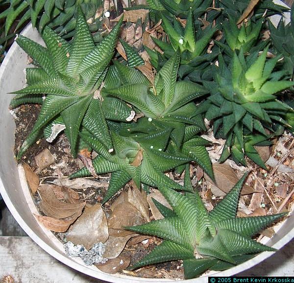 Haworthia-limnifolia---50percent