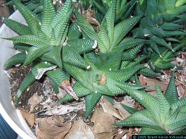 Haworthia-limnifolia-2---50percent