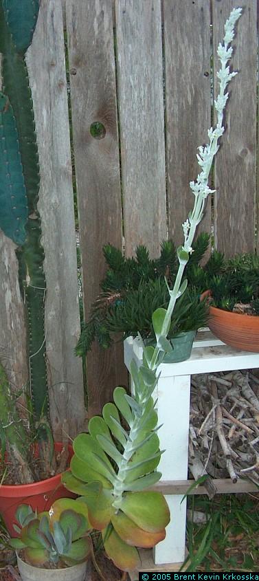 Kalanchoe-thyrsiflora-flowers---50percent