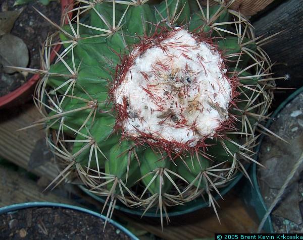 Melocactus-bahiensis---50percent
