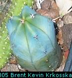 Myrtillocactus-geometrizans-seedling---50percent
