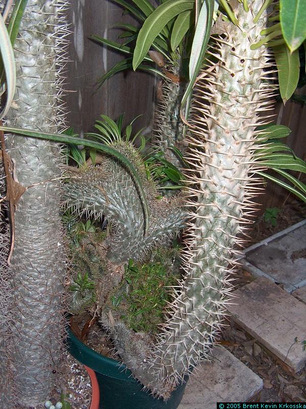 Pachypodium-lamerii-crest-bottom---50percent