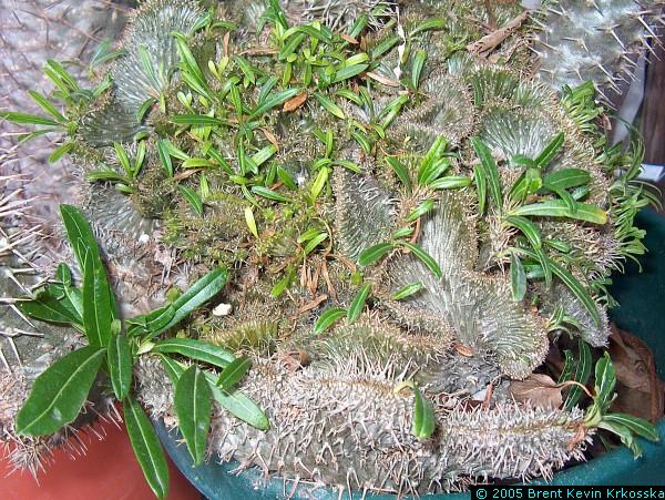 Pachypodium-lamerii-crest-closeup---50percent