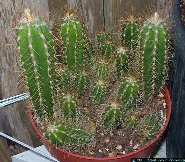 Pilosocereus-aurilanatus-seedlings---50percent