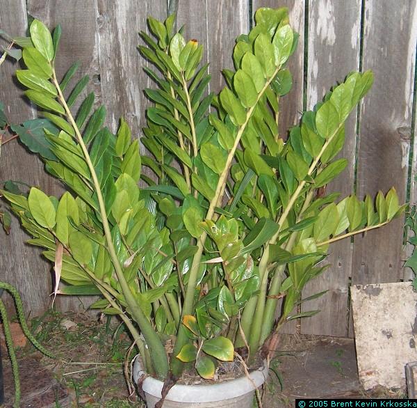 Zamiacalcas-zamiifolia-side---50percent