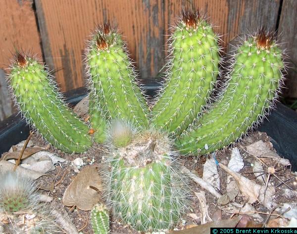 cactus--unknown---50percent