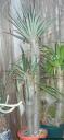 Exotic House Plants - size reduced by 50%