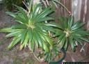 Exotic House Plants - size reduced by 50%