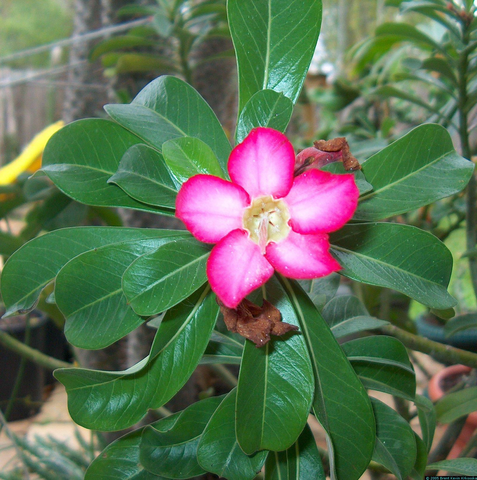 Adenium-obesum-flower
