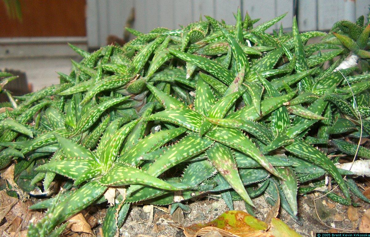 Aloe-jucunda-4