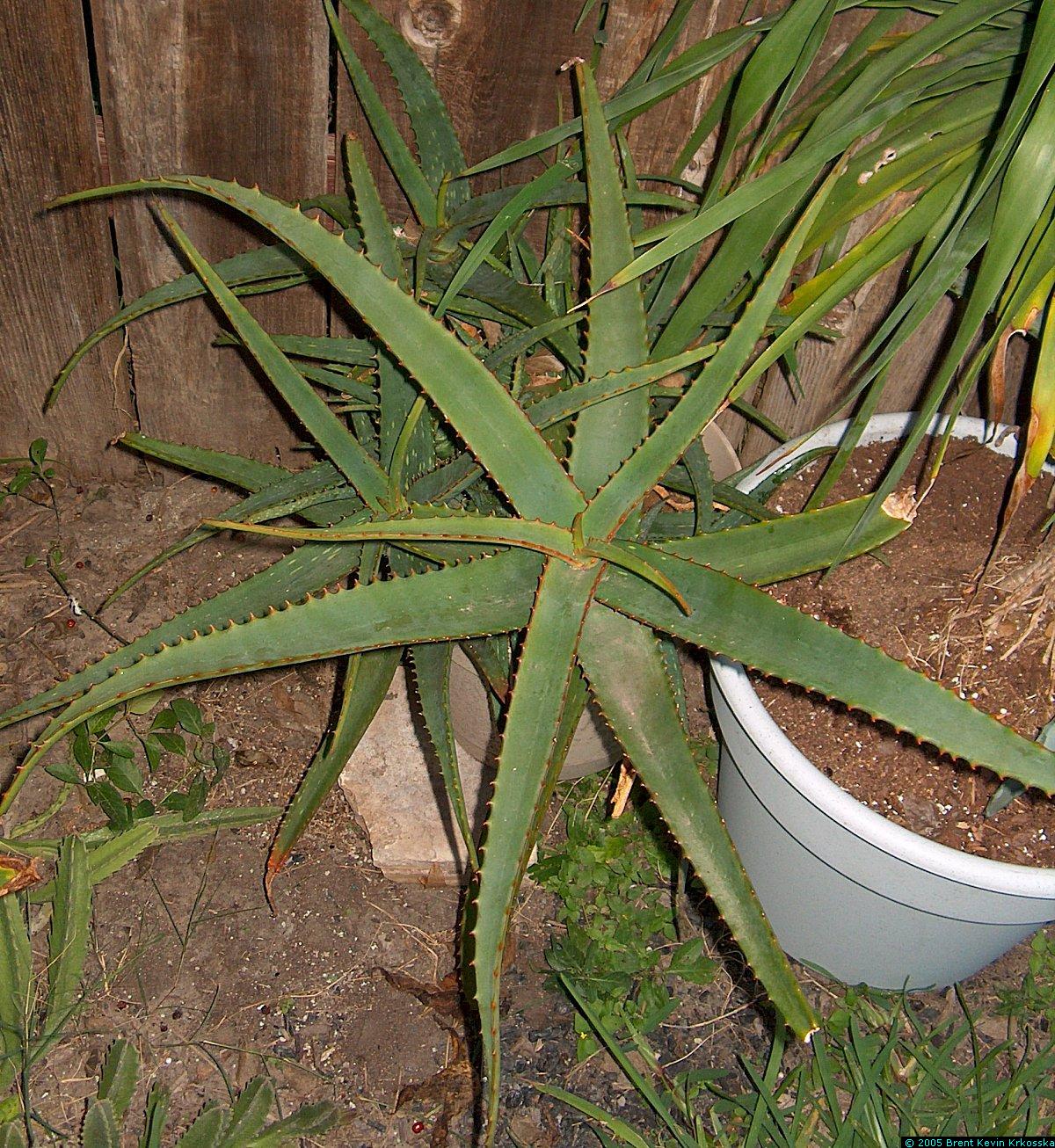 Aloe-vera-variety-1