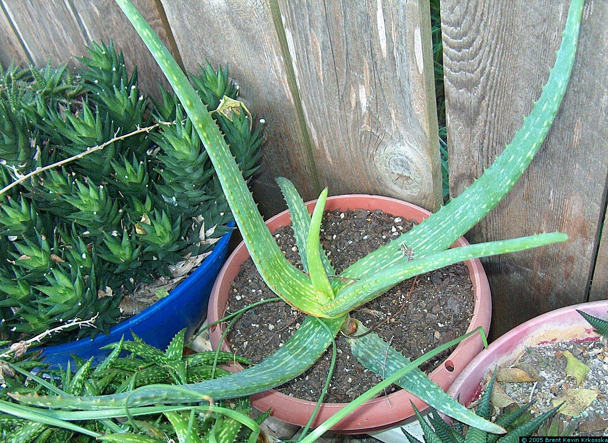 Aloe-vera-variety